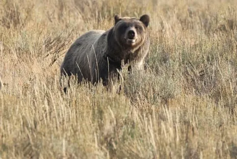 Hiker Attacked by Grizzly in Wilderness Area Transported to Trauma Center