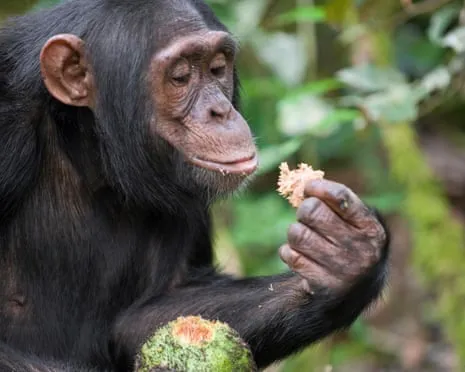 Wild Chimps Drink Everyday Alcohol Comparable to a Lager from Fermented Figs