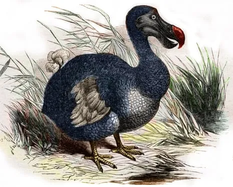 Experts Assert They’ve Made a ‘Key Milestone’ in Resurrecting the Extinct Bird for the Very First Occasion in 300 Years